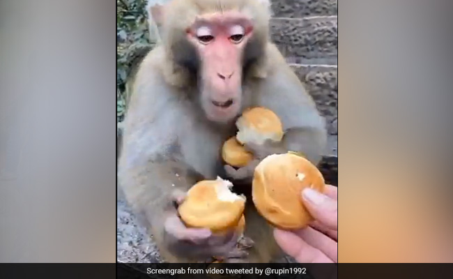 बंदर ने दिखाई चालाकी, खाते हुए करने लगा ऐसी हरकत, IPS बोला- ज्यादा लालच से हाथ आई चीज़ भी चली जाती है