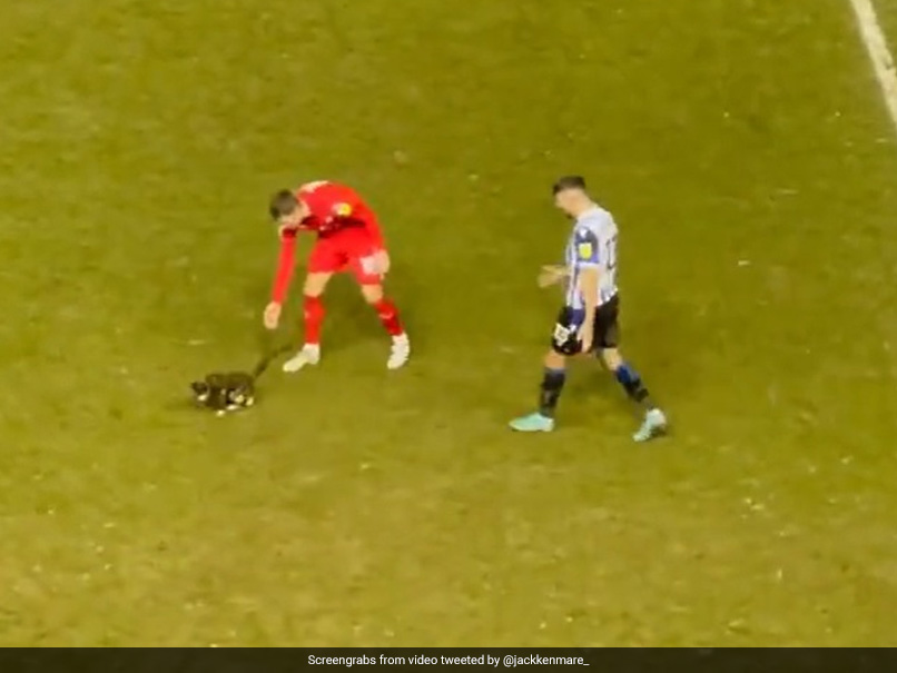 Watch: Cat Is Escorted Off The Field After Disrupting Football Match In England