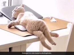 स्टाइल में टेबल पर लेटी थी बिल्ली, रिलैक्स करने का मस्त अंदाज़ देख फिदा हुए लोग - देखें Video स्टाइल में टेबल पर लेटी थी बिल्ली, रिलैक्स करने का मस्त अंदाज़ देख फिदा हुए लोग - देखें Video