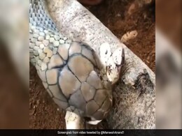 King Cobra ने किया दूसरे सांप पर हमला, मुंह में दबाकर कई बार पटका और फिर... - देखें Video King Cobra ने किया दूसरे सांप पर हमला, मुंह में दबाकर कई बार पटका और फिर... - देखें Video