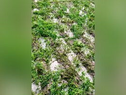 बिहार: मोटी ओलावृष्टि और भारी बारिश से किसानों को नुकसान, सरसां व आलू की फसल बर्बाद बिहार: मोटी ओलावृष्टि और भारी बारिश से किसानों को नुकसान, सरसां व आलू की फसल बर्बाद