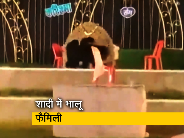 छत्तीसगढ़: शादी समारोह में पहुंची भालू फैमिली, सीधे स्‍टेज पर की एंट्री