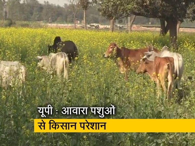 यूपी चुनाव : गांवों में आवारा पशु एक बड़ी समस्या, गौशालाओं में इंतजाम बेहद खराब