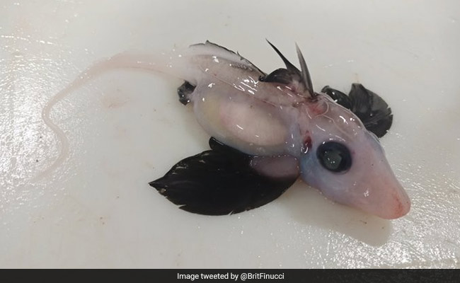 New Zealand Scientists' "Very Rare And Exciting Find": Baby Ghost Shark