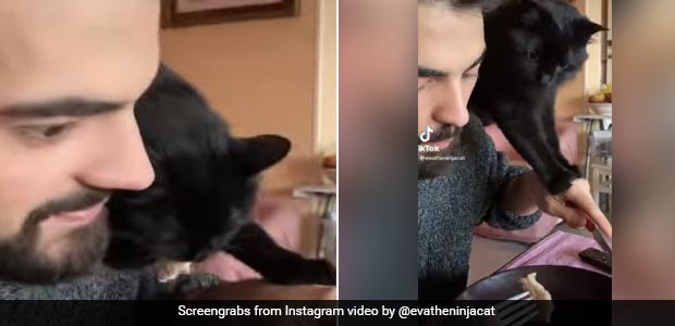 Wait, What? Adorable 'Ninja' Cat Steals Food Right Out Of Your Fork