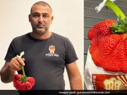 Israeli Man Grows World's Heaviest Strawberry, Breaks Record