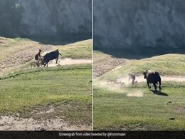 गुस्सैल सांड ने साइकिल सवार शख्स को हवा में उठाकर पटका, वायरल वीडियो देख ही डर गए लोग गुस्सैल सांड ने साइकिल सवार शख्स को हवा में उठाकर पटका, वायरल वीडियो देख ही डर गए लोग