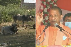 Battle For UP: Will The Anger Against Stray Cattle Hurt BJP? Battle For UP: Will The Anger Against Stray Cattle Hurt BJP?