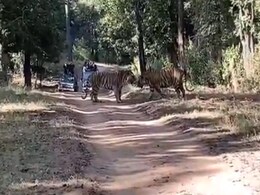 बाघ ने किया दूसरे बाघ पर जबरदस्त Attack, एक-दूसरे को खूब पटका, फिर जो हुआ Video देख सहम जाएंगे आप बाघ ने किया दूसरे बाघ पर जबरदस्त Attack, एक-दूसरे को खूब पटका, फिर जो हुआ Video देख सहम जाएंगे आप