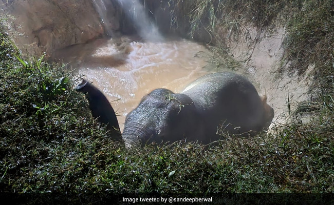 Elephant Rescue In Bengal Using Archimedes' Principle Delights Twitter