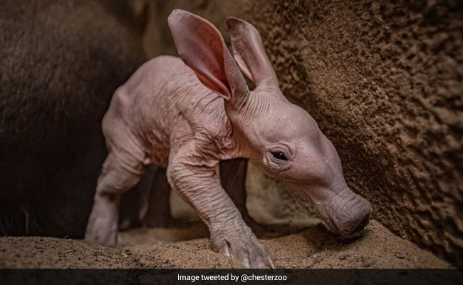 UK Zoo's First Aardvark, Born After 90 Years, Shares Name With This Harry Potter Character