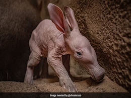 UK Zoo's First Aardvark, Born After 90 Years, Shares Name With This Harry Potter Character UK Zoo's First Aardvark, Born After 90 Years, Shares Name With This Harry Potter Character