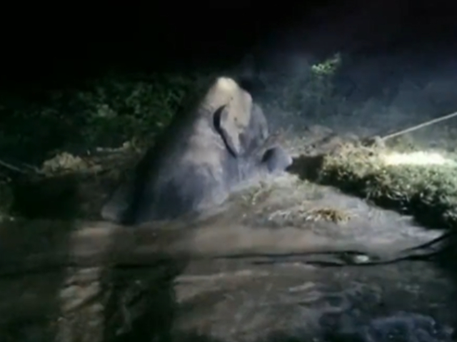 जब गढ़े में फंसे हाथी को बचाने के लिए काम आया आर्किमिडीज़ का सिद्धांत