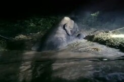 How Archimedes' Principle Rescued Elephant From Ditch How Archimedes' Principle Rescued Elephant From Ditch