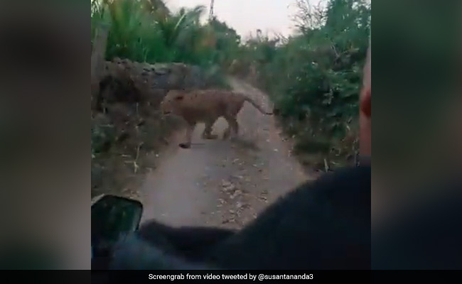 Watch: Travellers Encounter Lioness On Village Road In Gujarat