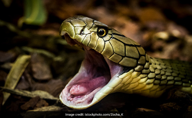 केरल के चर्चित सांप पकड़ने वाले शख्स को कोबरा ने डसा, वीडियो में कैद हुआ डरावना नजारा