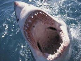 शार्क ने जबड़े में दबोच लिया था महिला का पैर, लात-मुक्के बरसाकर बचाई जान शार्क ने जबड़े में दबोच लिया था महिला का पैर, लात-मुक्के बरसाकर बचाई जान