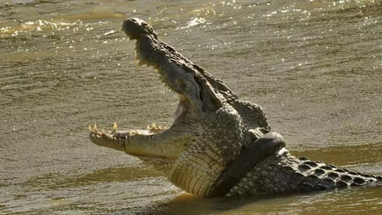 मगरमच्छ की गर्दन में 6 साल से फंसा था टायर, शख्स ने बडी मशक्कत के बाद निकाला मगरमच्छ की गर्दन में 6 साल से फंसा था टायर, शख्स ने बडी मशक्कत के बाद निकाला