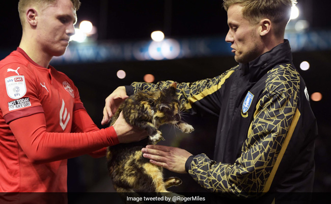 Cat That Invaded Pitch, Stopped Football Match Had Been Missing For Months