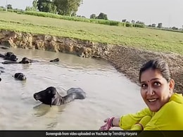 तालाब किनारे पति के साथ भैंसों को नहलाती दिखीं सपना चौधरी, फिर हुआ कुछ ऐसा जिसे देखने के बाद आपकी भी छूट जाएगी हंसी तालाब किनारे पति के साथ भैंसों को नहलाती दिखीं सपना चौधरी, फिर हुआ कुछ ऐसा जिसे देखने के बाद आपकी भी छूट जाएगी हंसी