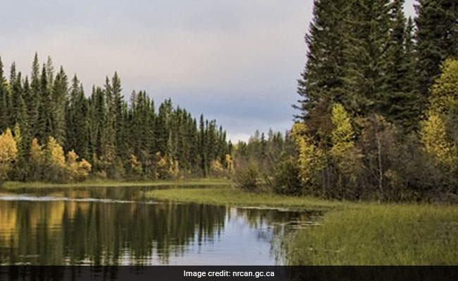 Earth's Coldest Forests Are Shifting Northward With Climate Change: Study