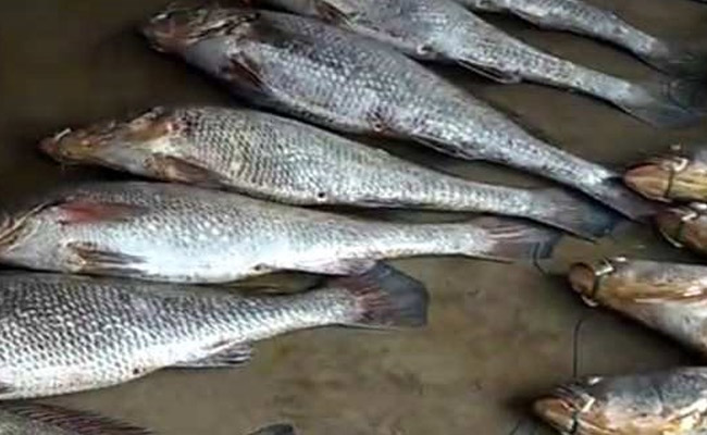 जाल में फंसी मछलियों ने पलट दी मछुआरों की किस्मत, एक झटके में बन गए करोड़पति