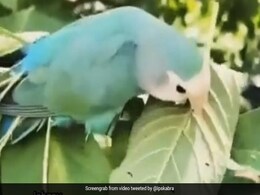 पक्षी ने पत्तियों और तनों को इकट्ठा कर बड़ी खूबसूरती से बनाया घोंसला, Video देख हैरान हुए लोग, जानिए क्यों ? पक्षी ने पत्तियों और तनों को इकट्ठा कर बड़ी खूबसूरती से बनाया घोंसला, Video देख हैरान हुए लोग, जानिए क्यों ?