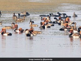 5 More Indian Wetlands Added To Ramsar List 5 More Indian Wetlands Added To Ramsar List