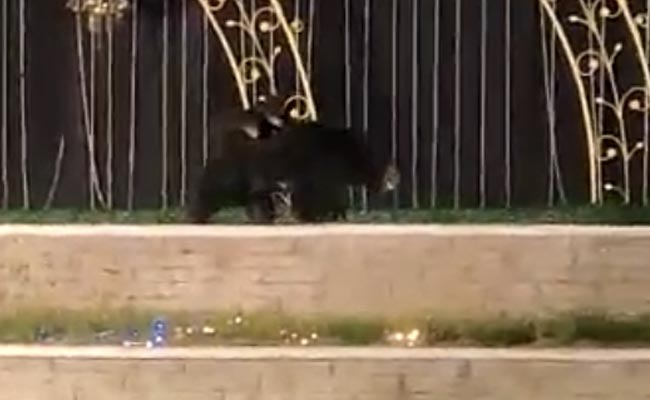 Watch: Bear And Cubs Gatecrash Wedding Reception In Chhattisgarh