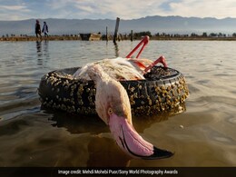 Sony World Photography Awards 2022: Striking Pics From Professional Finalists Sony World Photography Awards 2022: Striking Pics From Professional Finalists