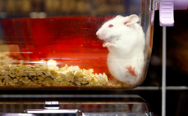 Switzerland Could Become First Country To Ban Animal Testing