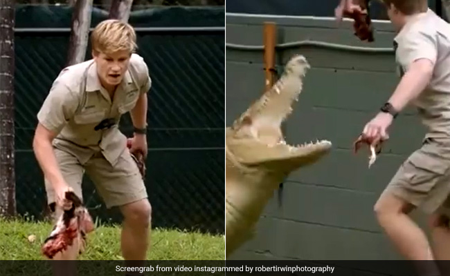 Video: Crocodile At Australia Zoo Charges At Robert Irwin
