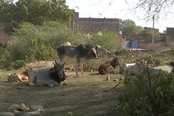 NDTV Fact Checks Yogi Adityanath Government's Stray Cattle Claims NDTV Fact Checks Yogi Adityanath Government's Stray Cattle Claims
