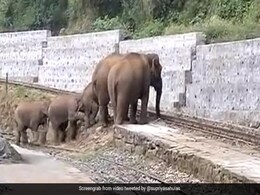 रेलवे ट्रैक पार नहीं कर पा रहे थे हाथी, जानवरों को परेशान देख IAS ने शेयर किया Video, फिर हुआ कुछ ऐसा रेलवे ट्रैक पार नहीं कर पा रहे थे हाथी, जानवरों को परेशान देख IAS ने शेयर किया Video, फिर हुआ कुछ ऐसा