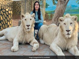 नोरा फतेही ने सफेद शेरों के साथ खिंचवाई फोटो, फोटो को मिल गए 14 लाख लाइक्स नोरा फतेही ने सफेद शेरों के साथ खिंचवाई फोटो, फोटो को मिल गए 14 लाख लाइक्स