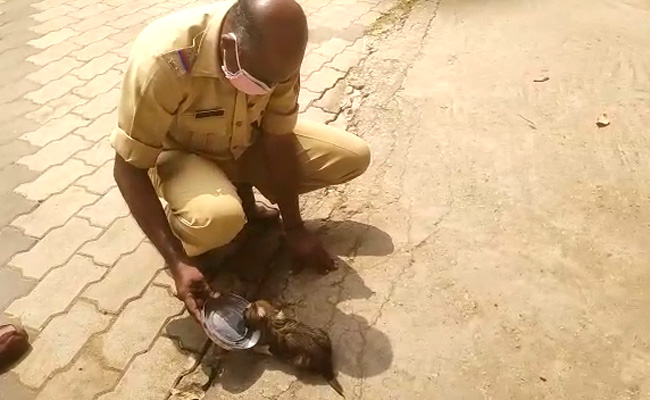 Puppy Stuck In Commode For 3 Days Rescued In Kerala, Now In A New Home