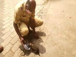 Puppy Stuck In Commode For 3 Days Rescued In Kerala, Now In A New Home Puppy Stuck In Commode For 3 Days Rescued In Kerala, Now In A New Home