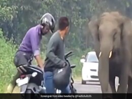 हाथी को सड़क पर खड़ा देख रुक गए बाइक सवार, गजराज को आ गया गुस्सा, फिर किया ये हाल - देखें Video हाथी को सड़क पर खड़ा देख रुक गए बाइक सवार, गजराज को आ गया गुस्सा, फिर किया ये हाल - देखें Video