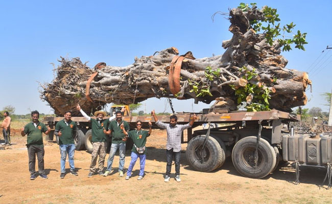 Telangana: 70 Year Old Banyan Tree, Uprooted Due To Rains, Saved By Nature Lovers