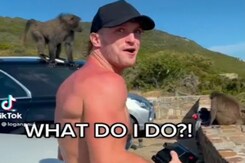 बंदरों ने यूट्यूबर को लूटा, वीडियो हुआ वायरल बंदरों ने यूट्यूबर को लूटा, वीडियो हुआ वायरल