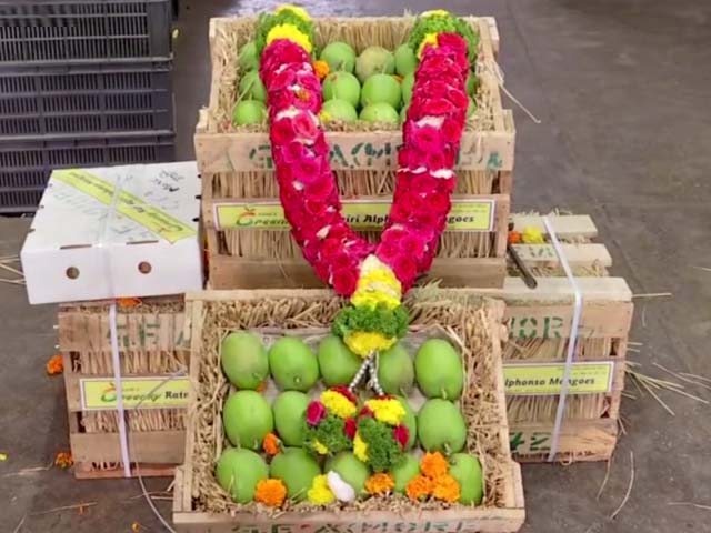 Mango Crate Sold For Rs 31,000 In Auction, Trader Claims Most Expensive In 50 Years