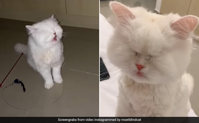 देख नहीं सकती ये बिल्ली, फिर भी इंटरनेट सेंसेशन बनकर जीता लोगों का दिल - देखें Viral Video