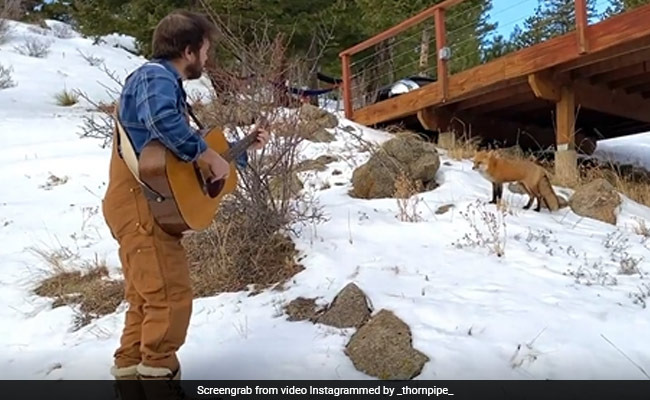 शख्स ने लोमड़ी के सामने बजाया गिटार, सुरीली अवाज़ में गाया गाना, फिर जो हुआ वो देख नहीं होगा यकीन