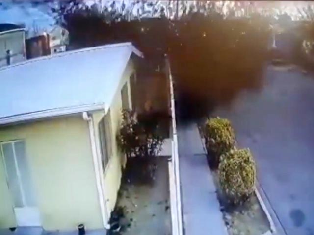 Hundreds Of Birds Suddenly Fall From The Sky In Mexico