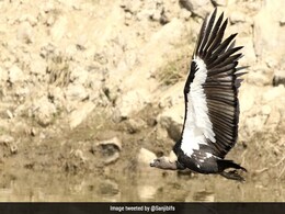 Tripura Plans To Breed Endangered Vultures Tripura Plans To Breed Endangered Vultures