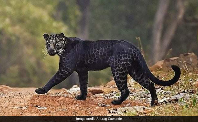 फोटोग्राफर ने 2 साल तक सब्र कर खींची ब्लैक लेपर्ड की तस्वीर, इंटरनेट पर जमकर हो रही वायरल