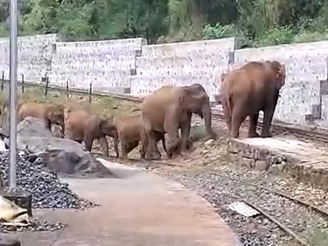 हाथियों को रेलवे ट्रैक पार करने में आईं मुश्किलें, लेकिन कहानी का सुखद अंत