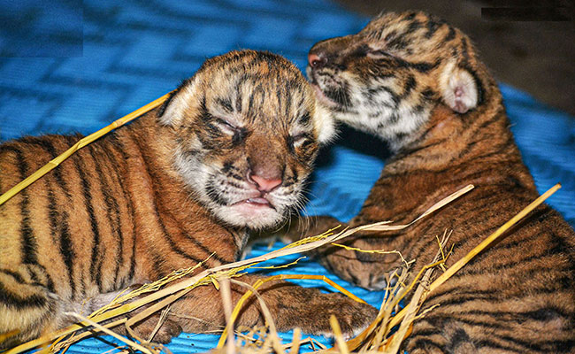 Two Royal Bengal Cubs Born In Assam Zoo. See Pics