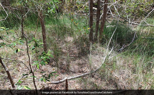 अगर बुद्धिमान हैं आप, तो इस तस्वीर में खोज दीजिए सांप! 1 साल से नहीं मिल रहा है