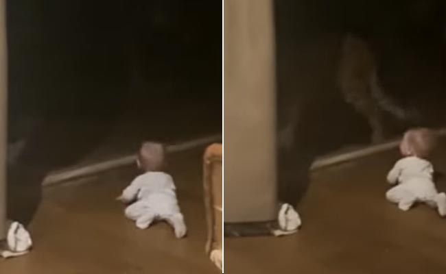 फुर्ती से छोटे बच्चे पर झपटा खतरनाक चीता, कैमरे में कैद हुआ खौफनाक मंजर